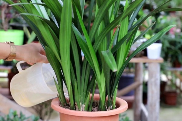 墨兰怎么养殖,生长盛期每隔半个月追肥一次