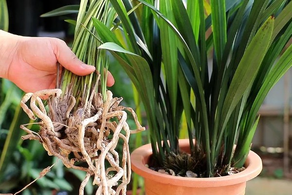 墨兰怎么养殖,生长盛期每隔半个月追肥一次