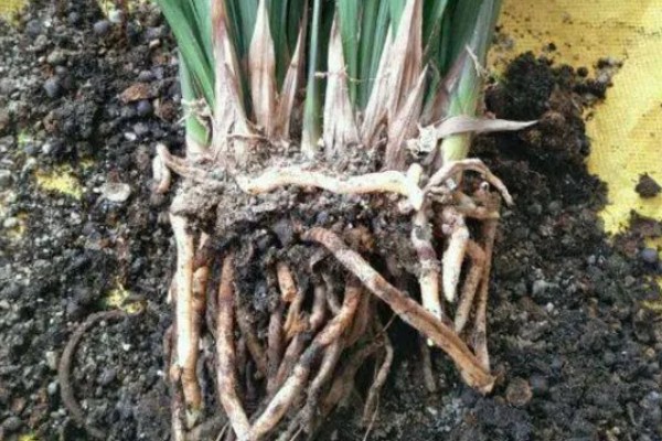 墨兰怎么养殖,生长盛期每隔半个月追肥一次