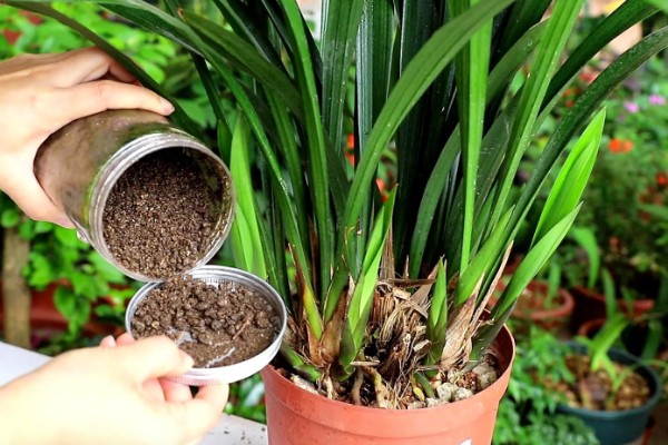 墨兰怎么养殖,生长盛期每隔半个月追肥一次