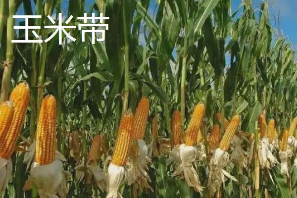 美国农业发展的不利和有利条件，其农业机械化水平较高