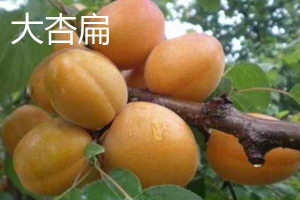 河北省涿鹿县的特产,有大杏扁、涿鹿紫皮大蒜等