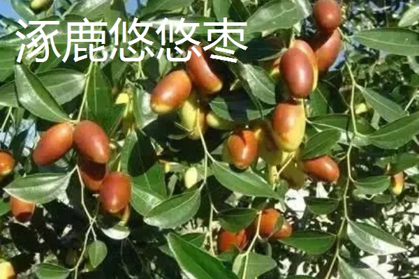 河北省涿鹿县的特产,有大杏扁、涿鹿紫皮大蒜等