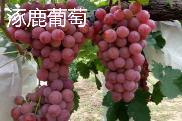 河北省涿鹿县的特产,有大杏扁、涿鹿紫皮大蒜等