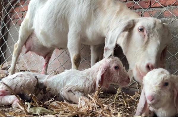 母羊产羔要多久，羊膜破裂后经过数分钟至30分钟左右就会生产