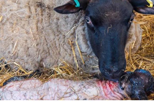 母羊产羔要多久，羊膜破裂后经过数分钟至30分钟左右就会生产