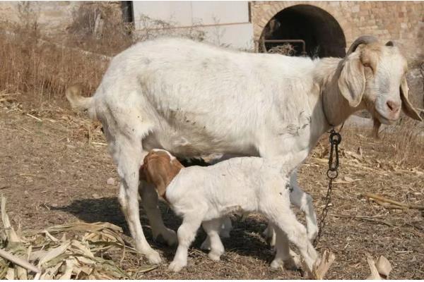 母羊产羔要多久，羊膜破裂后经过数分钟至30分钟左右就会生产