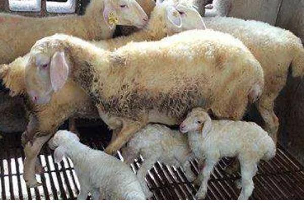 母羊产羔要多久，羊膜破裂后经过数分钟至30分钟左右就会生产