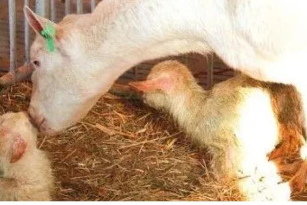 母羊产羔要多久，羊膜破裂后经过数分钟至30分钟左右就会生产