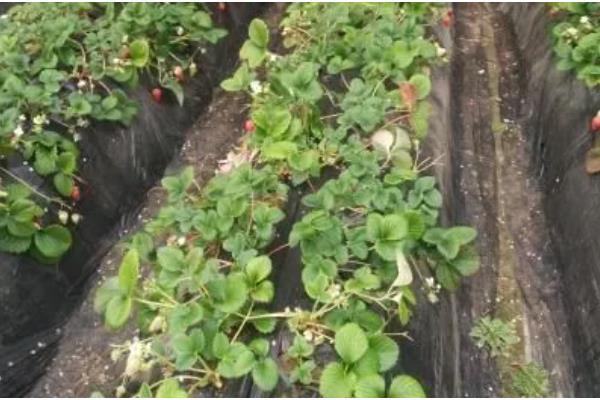 草莓二茬果为什么会断茬，可能是未合理疏花疏果等原因引起