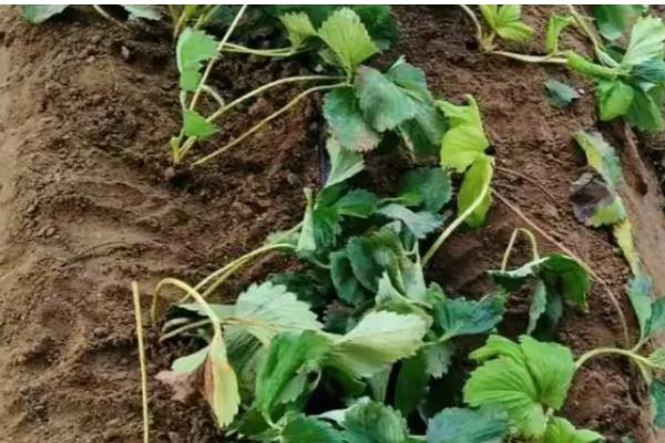 草莓二茬果为什么会断茬，可能是未合理疏花疏果等原因引起