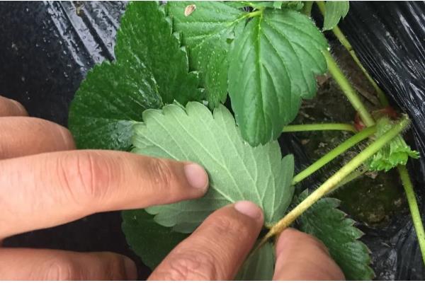 草莓二茬果为什么会断茬，可能是未合理疏花疏果等原因引起