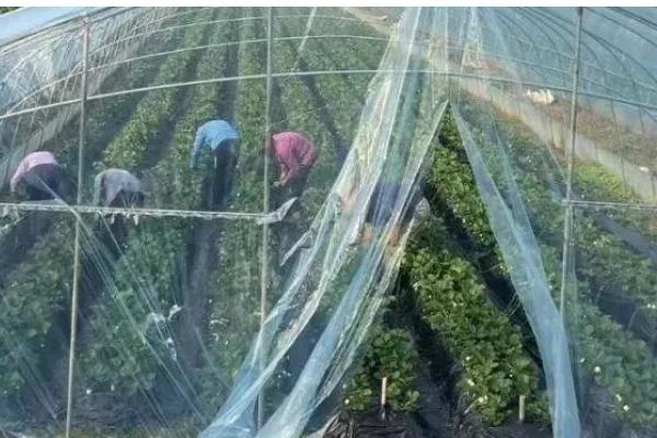 草莓二茬果为什么会断茬，可能是未合理疏花疏果等原因引起