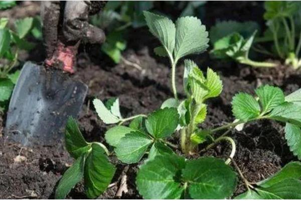 草莓二茬果为什么会断茬，可能是未合理疏花疏果等原因引起