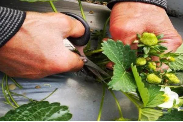 草莓二茬果为什么会断茬，可能是未合理疏花疏果等原因引起