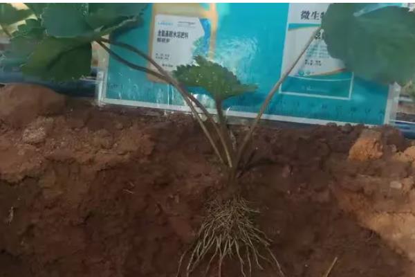 草莓二茬果为什么会断茬，可能是未合理疏花疏果等原因引起