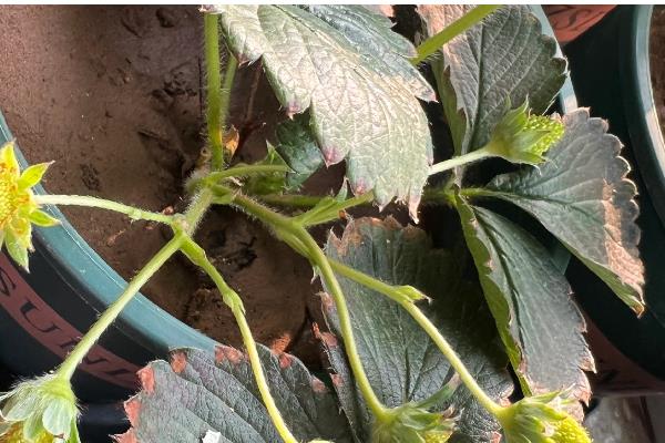 草莓二茬果为什么会断茬，可能是未合理疏花疏果等原因引起