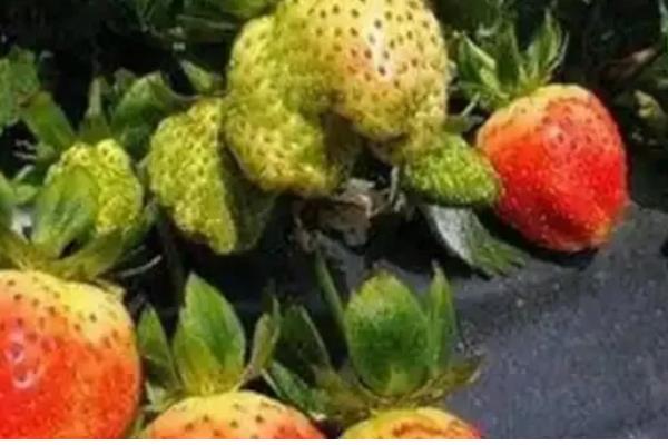草莓二茬果为什么会断茬，可能是未合理疏花疏果等原因引起