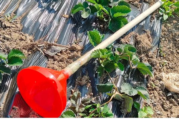 草莓二茬果为什么会断茬，可能是未合理疏花疏果等原因引起