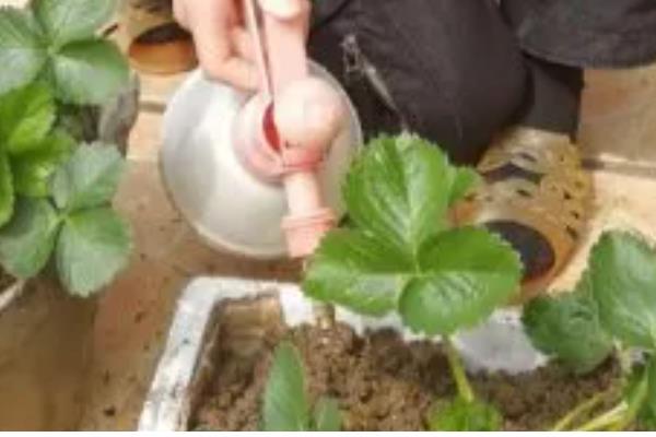 草莓二茬果为什么会断茬，可能是未合理疏花疏果等原因引起