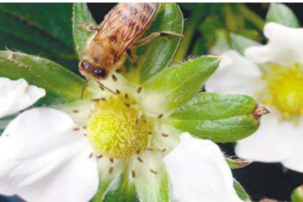 草莓二茬果为什么会断茬，可能是未合理疏花疏果等原因引起