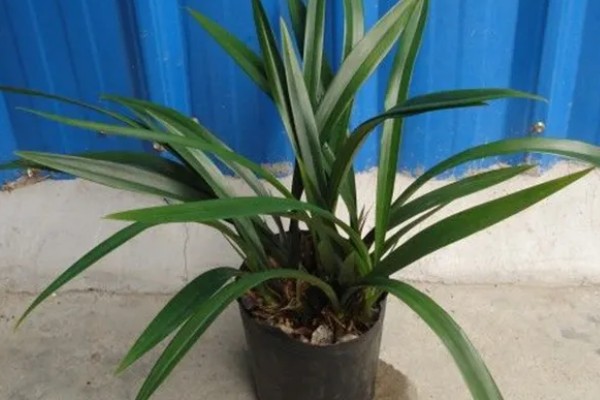 墨兰怎么养殖,生长盛期每隔半个月追肥一次