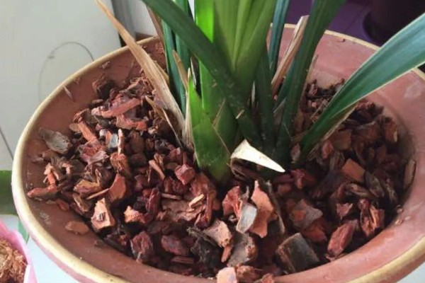 墨兰怎么养殖,生长盛期每隔半个月追肥一次