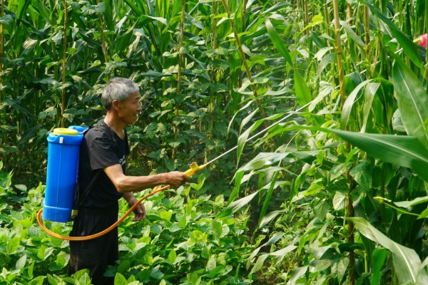 高温多雨天怎么使用杀虫剂，一定要选择合适的药剂