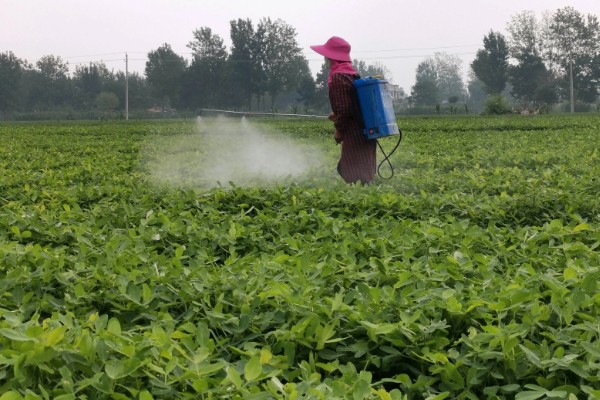 高温多雨天怎么使用杀虫剂，一定要选择合适的药剂