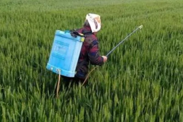 高温多雨天怎么使用杀虫剂，一定要选择合适的药剂