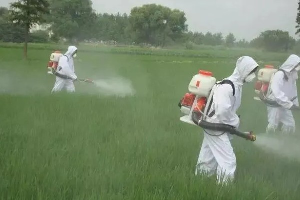 高温多雨天怎么使用杀虫剂，一定要选择合适的药剂
