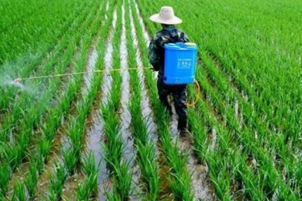 高温多雨天怎么使用杀虫剂，一定要选择合适的药剂