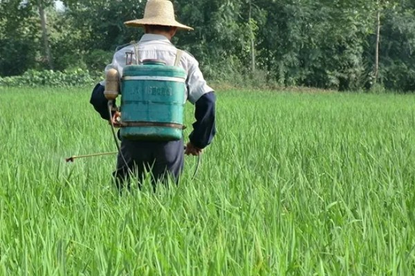 高温多雨天怎么使用杀虫剂，一定要选择合适的药剂