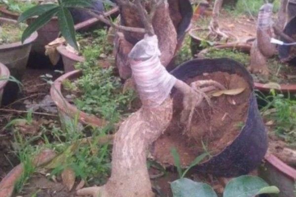 嫁接桂花树的养殖方法，每隔5天左右浇一次水