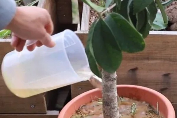 嫁接桂花树的养殖方法，每隔5天左右浇一次水