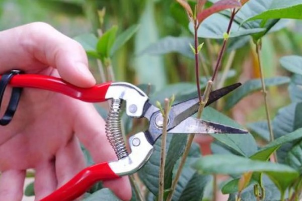 嫁接桂花树的养殖方法，每隔5天左右浇一次水