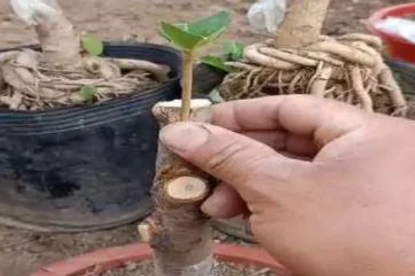 嫁接桂花树的养殖方法，每隔5天左右浇一次水