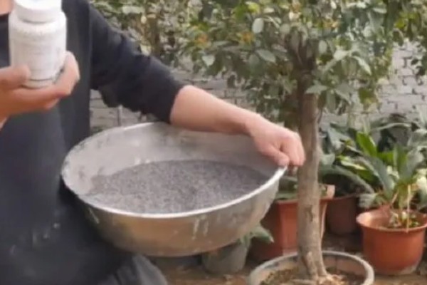 嫁接桂花树的养殖方法，每隔5天左右浇一次水