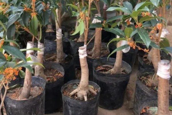 嫁接桂花树的养殖方法，每隔5天左右浇一次水