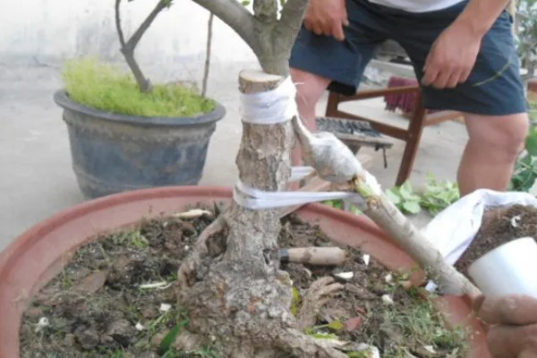 嫁接桂花树的养殖方法，每隔5天左右浇一次水