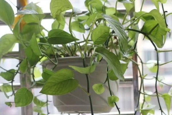 让绿萝叶子变大的方法，每隔半个月追施一次专用肥