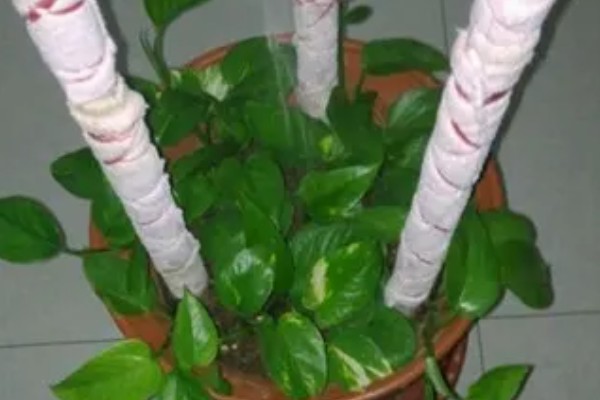 让绿萝叶子变大的方法，每隔半个月追施一次专用肥