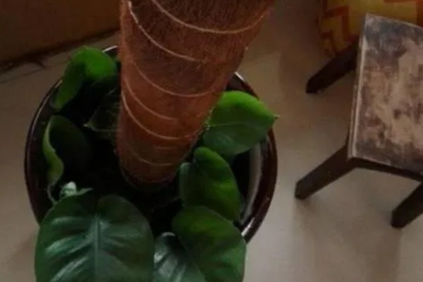 让绿萝叶子变大的方法，每隔半个月追施一次专用肥