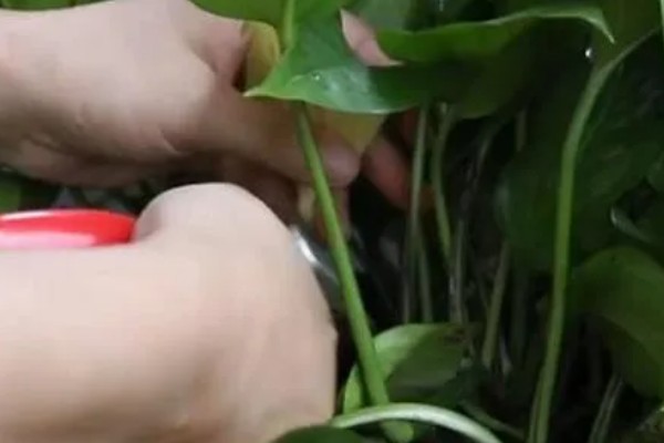 让绿萝叶子变大的方法，每隔半个月追施一次专用肥