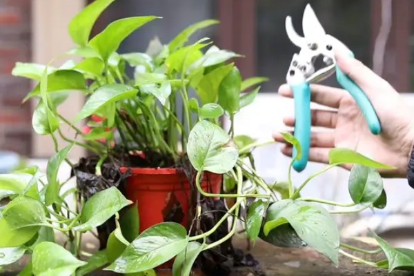 让绿萝叶子变大的方法，每隔半个月追施一次专用肥