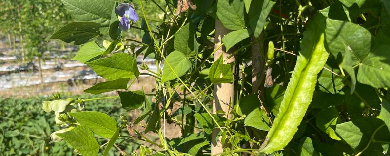 四棱豆如何栽培，播种时在定植穴中放入2-3粒种子