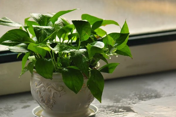 让绿萝叶子变大的方法，每隔半个月追施一次专用肥