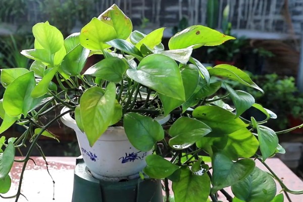 让绿萝叶子变大的方法，每隔半个月追施一次专用肥