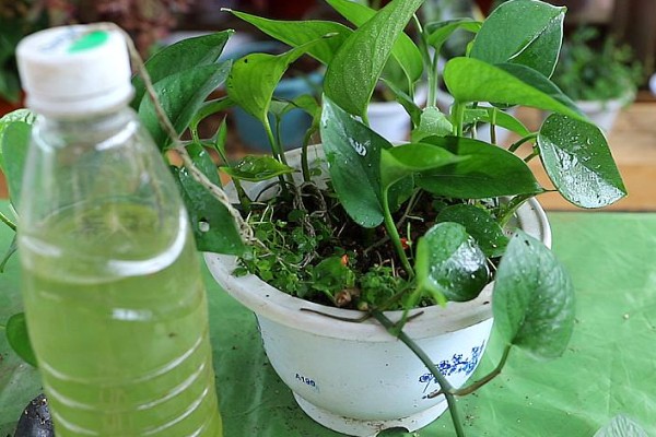 让绿萝叶子变大的方法，每隔半个月追施一次专用肥