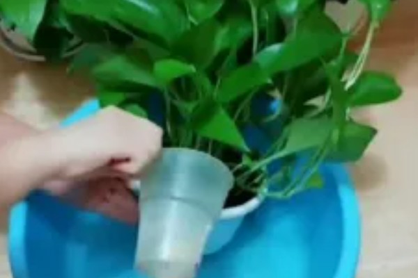 让绿萝叶子变大的方法，每隔半个月追施一次专用肥